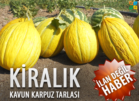 Kiralık Kavun karpuz Tarlası