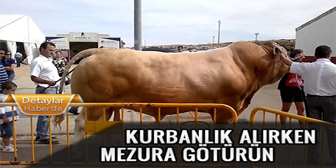 Kurbanlık Alırken Mezura Götürün
