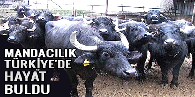 Mandacılık Türkiye de hayat buldu
