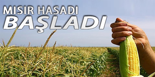 Mısır Hasadı Başladı