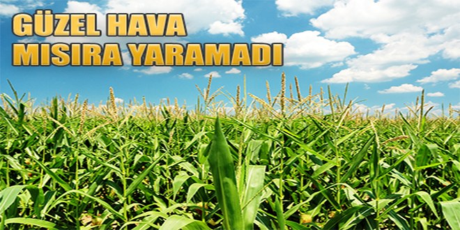 Güzel Havalar Mısırı Ucuzlattı
