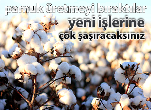 pamuk üretmeyi bıraktılar