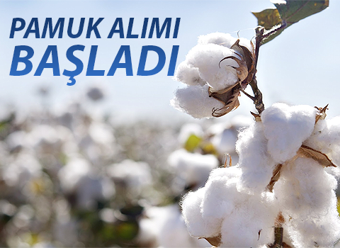 Çukobirlik Araban Şubesi Pamuk Alımına Başladı
