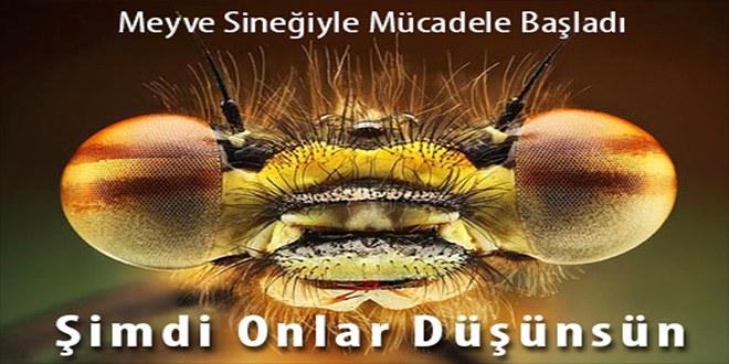 Meyve Sineğiyle Mücadele Başladı