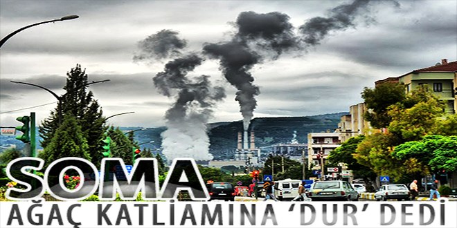 Ağaç katliamına Dur dediler