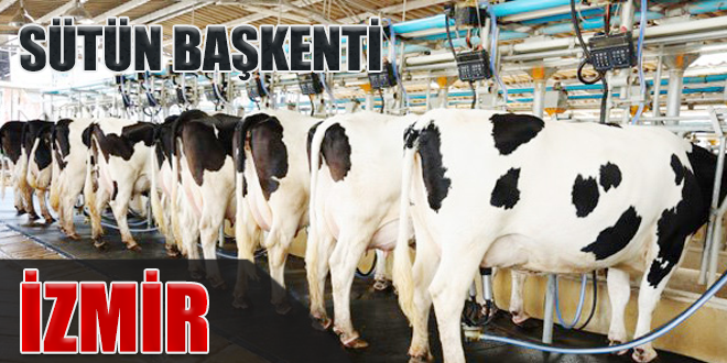 Sütün merkezi İzmir oluyor