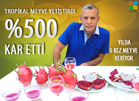Tropikal meyve yetiştirdi 500 Kar etti