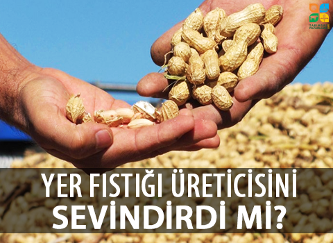 Yer fıstığı üreticisini sevindirdi mi