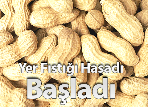 Yer Fıstığı Hasadı Başladı