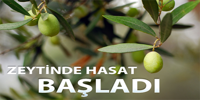 Zeytin Hasadı Yapıldı