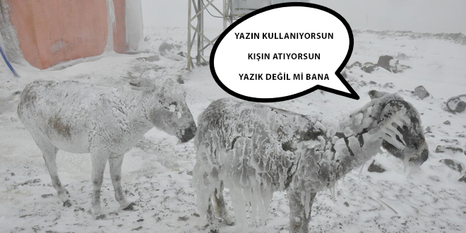 KIRSALA TERK EDİLEN EŞEKLER BUZ TUTTU