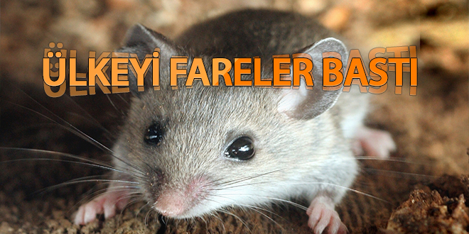 Ülkeyi fareler bastı
