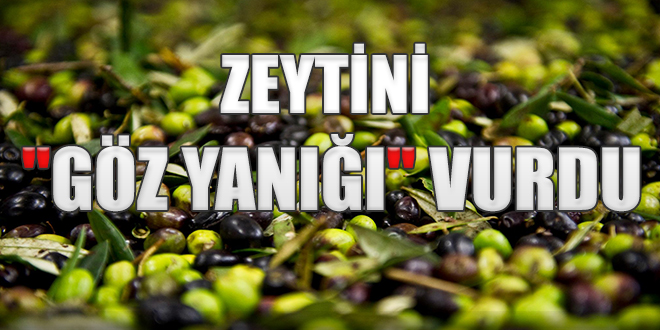 Zeytini göz yanığı vurdu