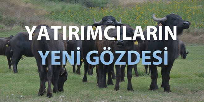 Yatırımcıların yeni gözdesi