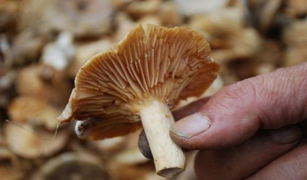 MANTAR TÜKETİRKEN DİKKATLİ OLUN