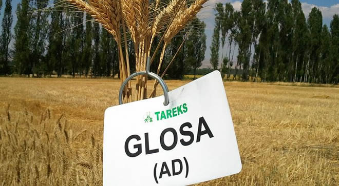 TARIM KREDİ DEN ÇILGIN TOHUM