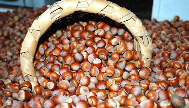 FINDIK ÜRETİCİSİNE LİSANS MÜJDESİ