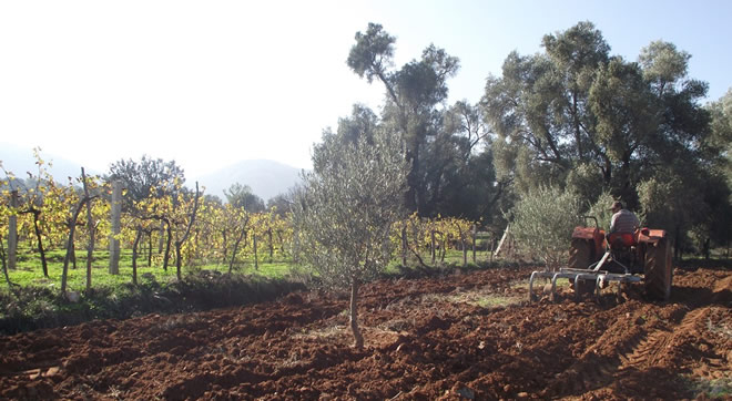 TOPRAĞI DERİN SÜRMEK TARLAYI VERİMSİZ YAPIYOR