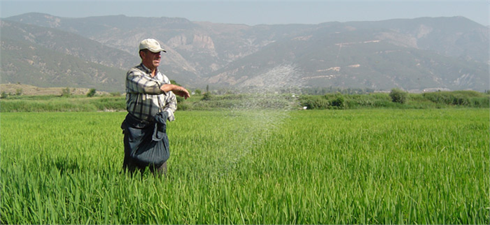 DÜNYA YA 150 MİLYON DOLARLIK TOHUM SATIYORUZ