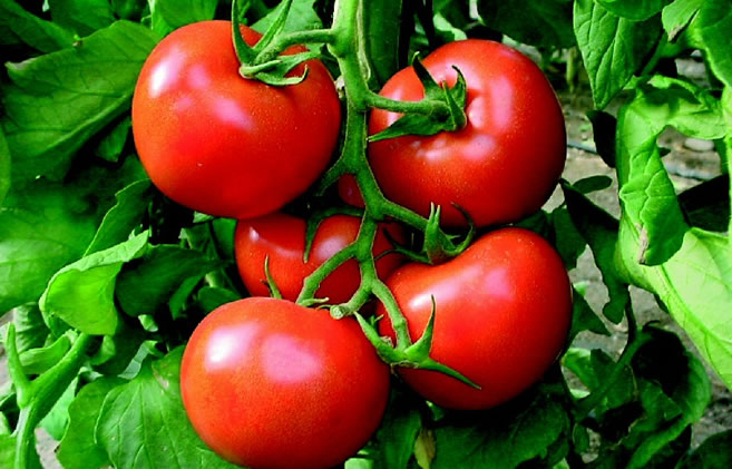 FAYDALI DOMATESLER GELİŞTİRİLDİ