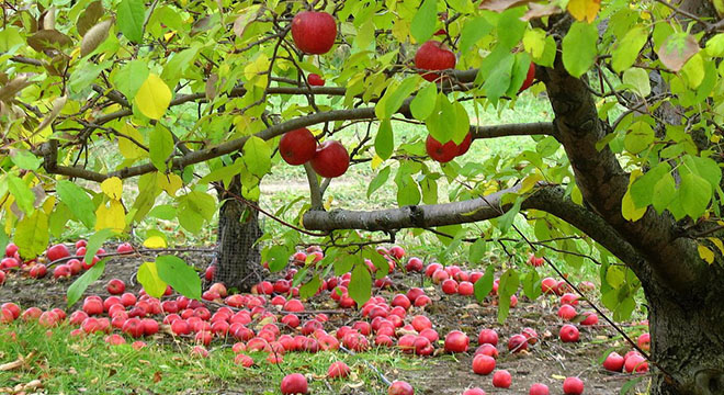 ELMADA TALEP SORUNUNU İHRACAT ÇÖZER