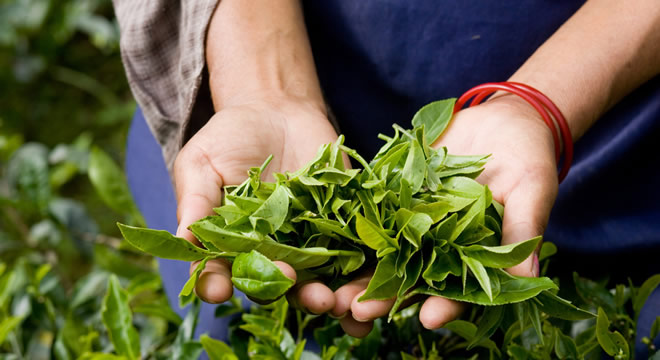 ORGANİK TARIM ENDÜSTRİYEL TARIM KARŞISINDA DURABİLİR Mİ