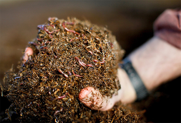 SOLUCAN GÜBRESİNE TALEP YAĞIYOR