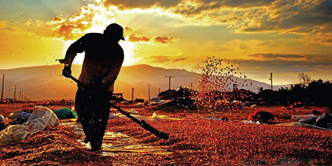 NÜFUS ARTARKEN TARIM ALANLARI AZALIYOR