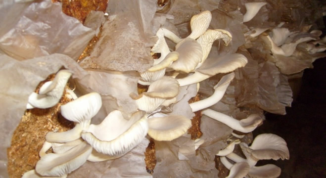 BİTKİ ATIKLARI MANTARA DÖNÜŞÜYOR