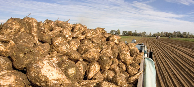 ÜRETİCİ YÜKSEK FİYAT BEKLİYOR