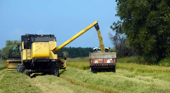 ÇELTİK ÜRETİCİLERİNDEN MAZOT VE GÜBRE İSYANI
