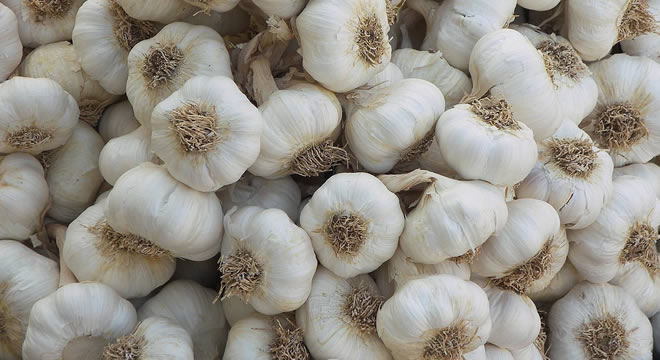 SARIMSAK ÜRETİCİSİ DERTLİ