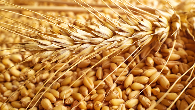 BUĞDAYDA KALİTE SORUNU