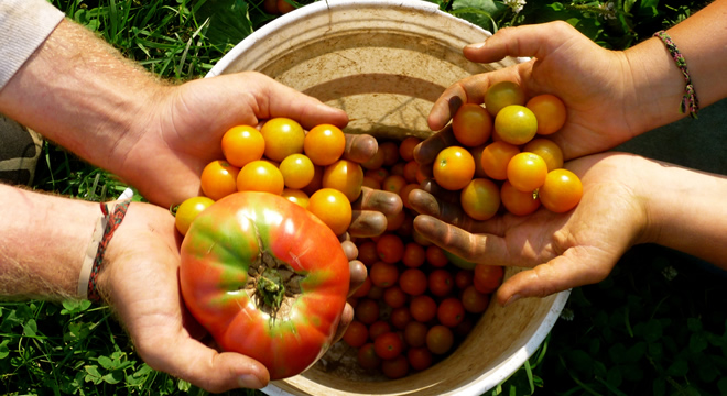 TÜRKİYE DE ORGANİK TARIM BÜYÜYOR