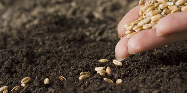 TUZA DAYANIKLI TOHUM GELİŞTİRİLDİ