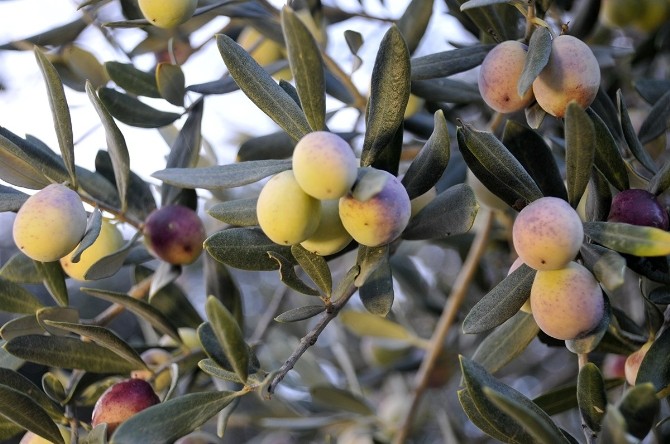 ZEYTİN ÜRETİCİSİNE ÖNEMLİ UYARI