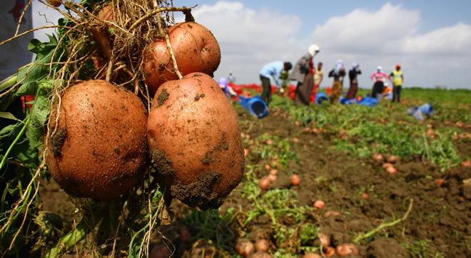 ÜRETİCİ MANTAR HASTALIĞINDAN ŞİKAYETÇİ