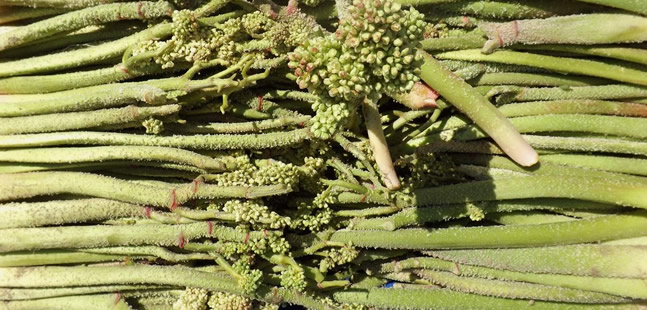 KANSER DÜŞMANI OLAN UÇKUN MARKA OLMA YOLUNDA