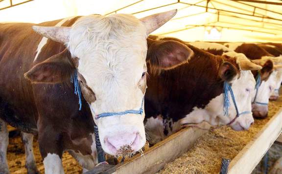 BÜYÜKBAŞ HAYVANLARDA KORKUTAN HASTALIK
