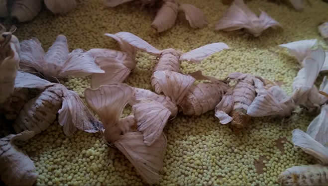 KOZABİRLİK BAŞKANI AYSEL AKBABA İLE İPEKBÖCEKÇİLİĞİNİN HİKAYESİ