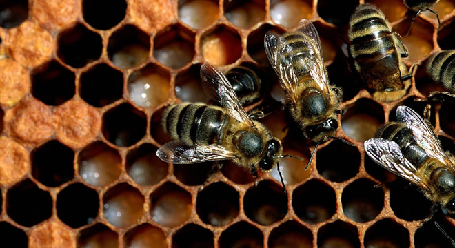 ARI KENESİNE KARŞI YERLİ İLAÇ GELİYOR