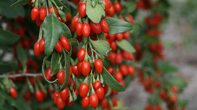 GOJİ BERRY MEYVESİ EZBER BOZUYOR