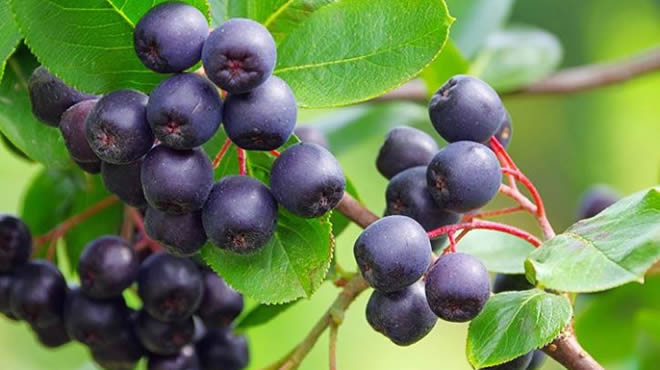 SÜPER MEYVE KÖYLÜLERE GELİR KAPISI OLACAK