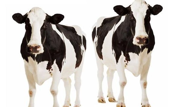 ÇİN HAYVANLARI KLONLAYIP SATACAK