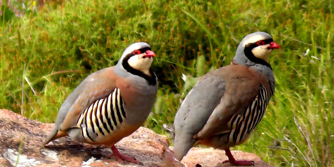 HUBUBATI ONLAR KURTARACAK