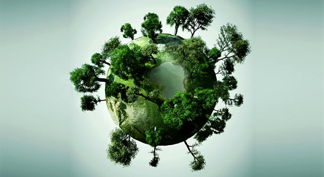 DÜNYADA TOPLAM KAÇ AĞAÇ VARDIR