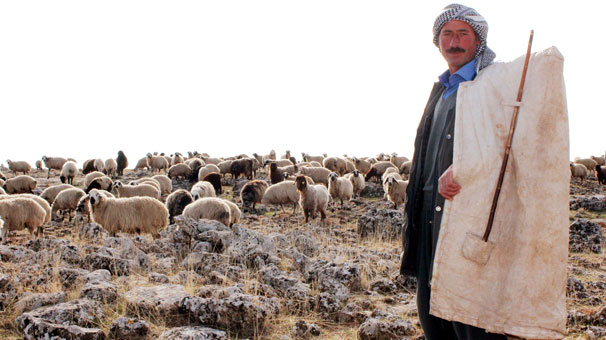 SERTİFİKALI ÇOBANLARA 5 BİN LİRA VERİLECEK