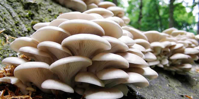 KÖYLÜYÜ BU MANTAR ZENGİN EDECEK