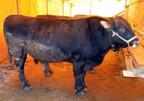 DİKKAT ÇİÇEK HASTALIĞI SALGINI VAR