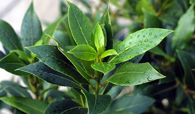 HASADI BAŞLADI DÜNYAYA SATIYORUZ